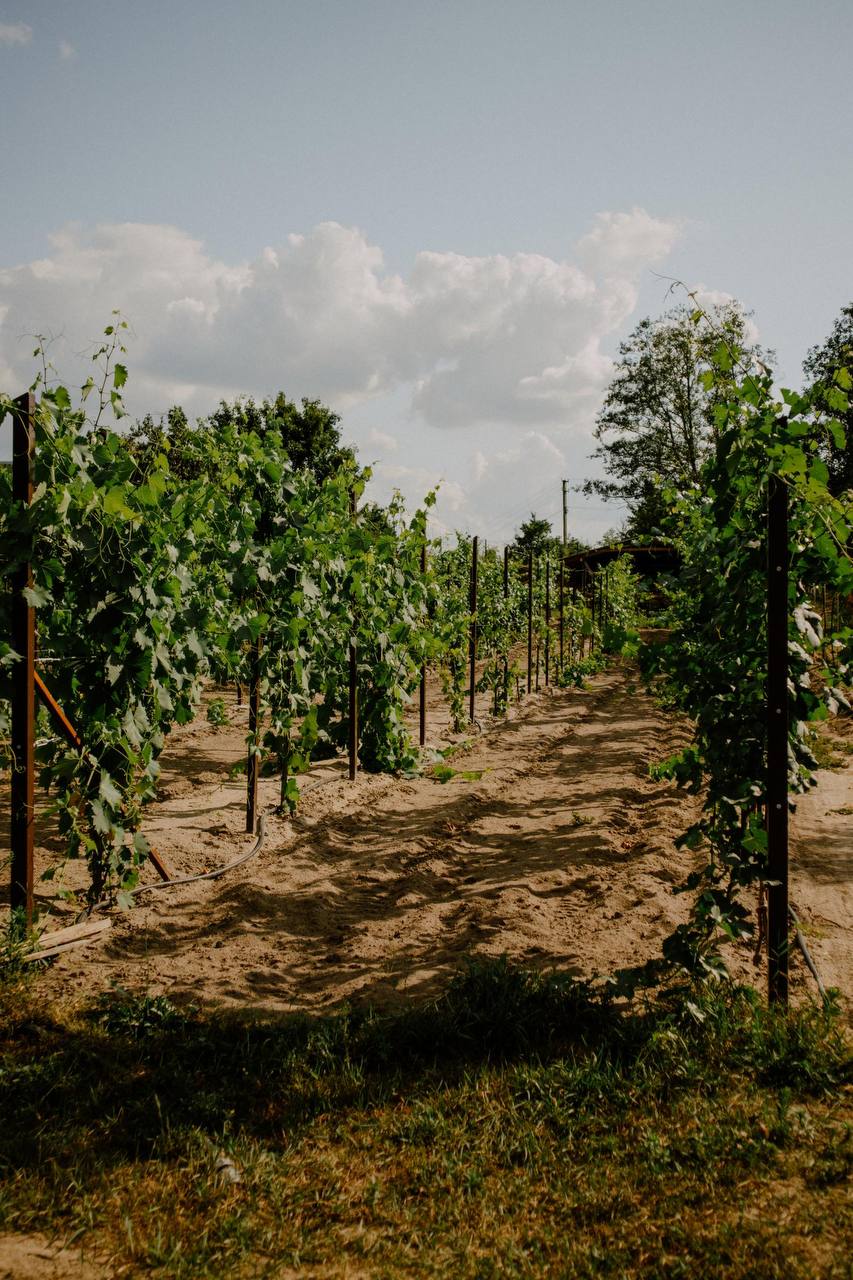 image-2026-03-31-173244